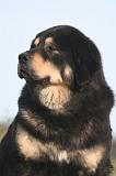 DOGUE DU TIBET 671